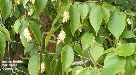 Ironwood Tree: Facts, Leaves, Flowers, Bark (Pictures) - Identification ...