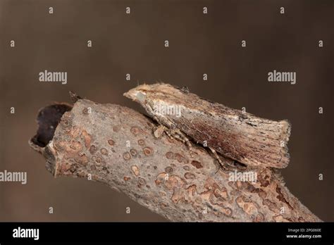 Honeycomb Moth Greater Wax Moths Galleriinae Insects Moths