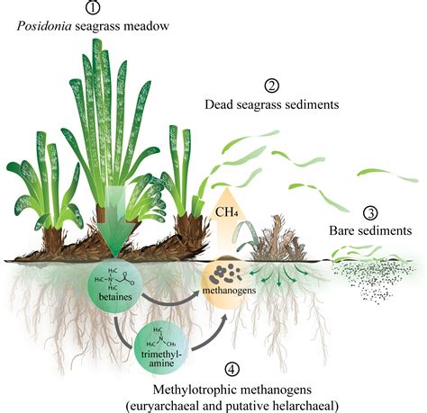 Methanogens