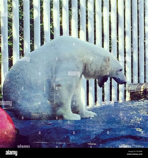 Yawn Bear Hi Res Stock Photography And Images Alamy