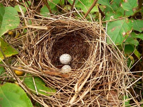 1000+ images about birds nests on Pinterest | Trees, Studios and ...