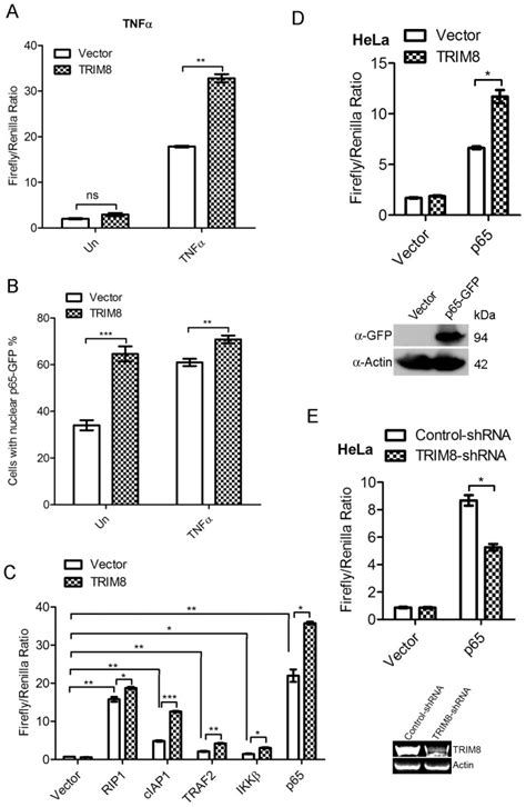 A Trim8 Enhances Tnfα Induced Nf κb Activation Hek293 Cells Were