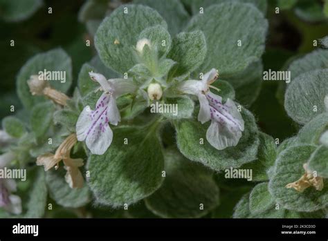 Stachys Candida Hi Res Stock Photography And Images Alamy