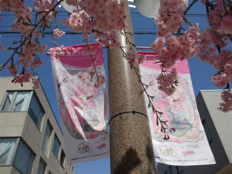 桜ミクミュージアムandショップと弘前市土手町の桜 つがる時空間