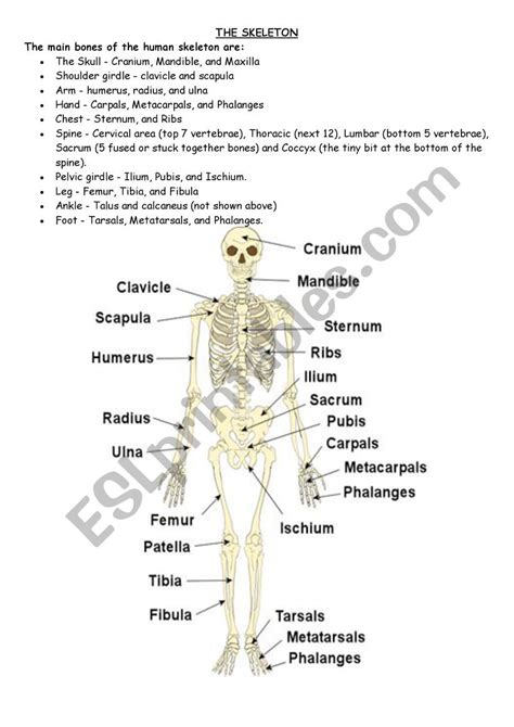 Human Skeleton Esl Worksheet By Cintia Molina Worksheets Library