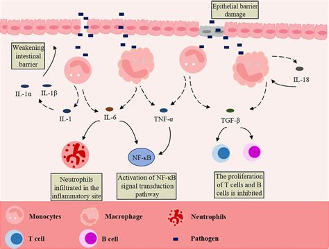 Frontiers Roles Of Macrophages In The Development And Treatment Of