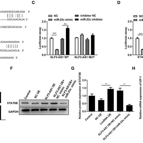 The Lncrna Klf As Segregates Mir C To Promote Stat B Expression