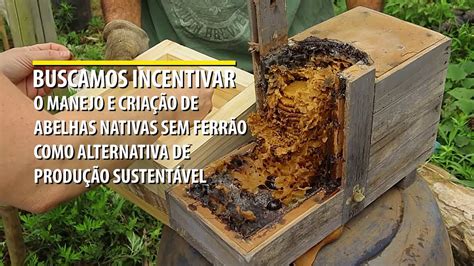 Projeto Meliponicultura Manejo E Conserva O De Abelhas Sem Ferr O No