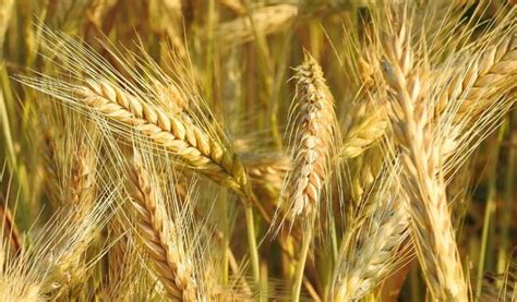 Злаковые растения: фото и названия