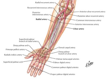 Ulnar Artery Flashcards | Quizlet