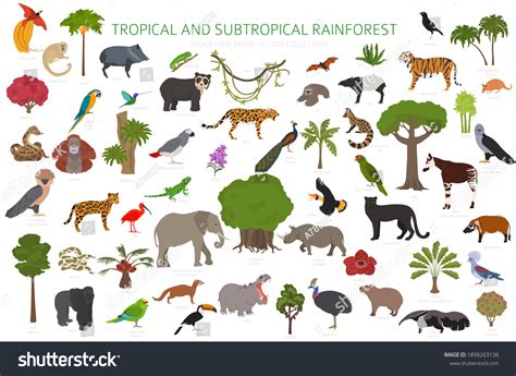 Tropical Rainforest Animals: List, Names, Pics Of Species, 56% OFF