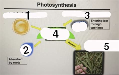 Plant Science Lec 9 Photosynthesis Diagrams Flashcards Quizlet