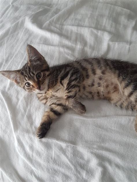 4 Month Old Male Tabby Kitten In Clayton Manchester Gumtree