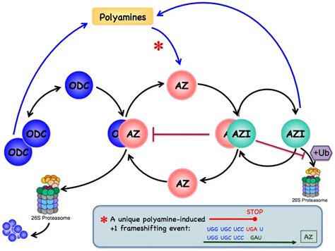 Polyamines Chaim Kahanas Lab