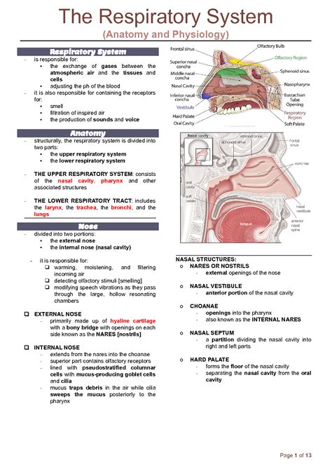 SOLUTION Seeley S Anatomy And Physiology The Respiratory System