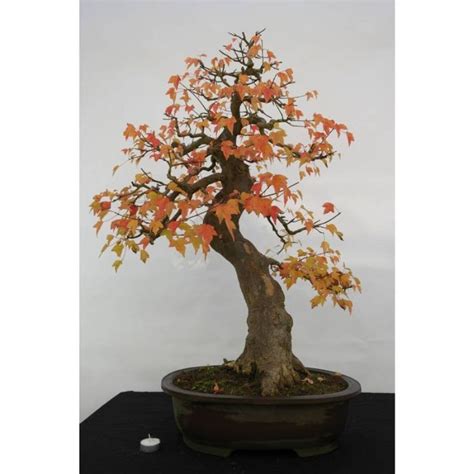 Jual Benih Bibit Biji Pohon Bonsai Mini Langka Fuji Wisteria Maple