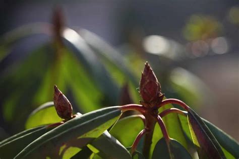 How To Propagate Rhododendron From Cuttings Farmhouse And Blooms