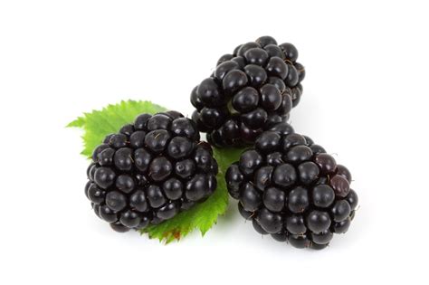 Berry Black Blackberry Free Photo On Pixabay