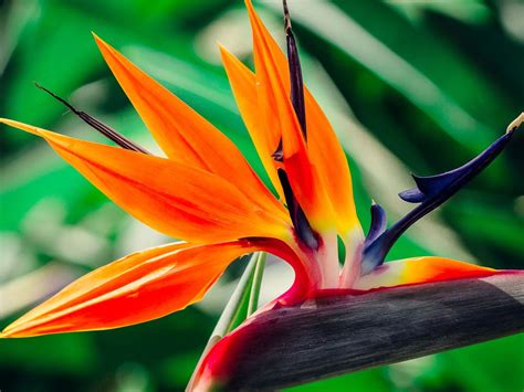 Bird Of Paradise Is The Stunning Plant Your Garden Is Missing Birds Of Paradise Flower