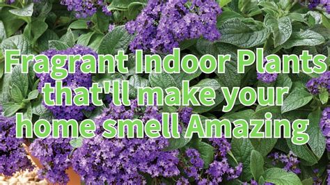 Fragrant Indoor Plants That Ll Make Your Home Smell Amazing Make