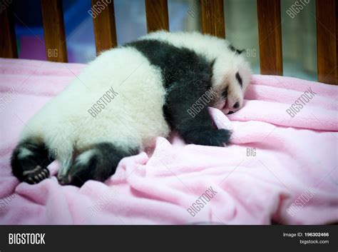 Baby Pandas Sleeping