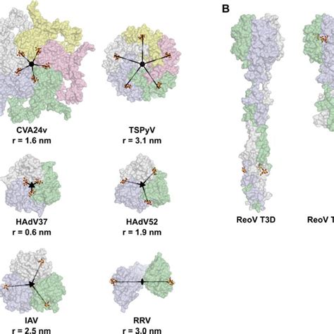 Schematic Of Sialic Acid Variants The N Acetylneuraminic Acid Neu5ac Download Scientific