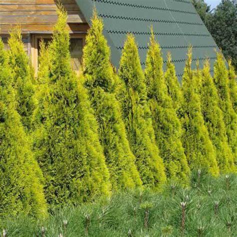 Tuja Z Padn Golden Smaragd Cm Thuja Occidentalis Golden Smaragd