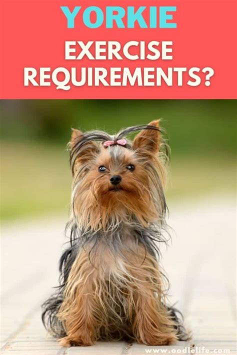 Yorkie Exercise Requirements [How Much Exercise For A Yorkie] - Oodle Life