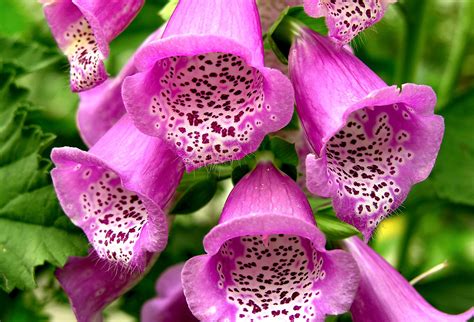 Heilpflanzen: Roter Fingerhut - Digitalis purpurea