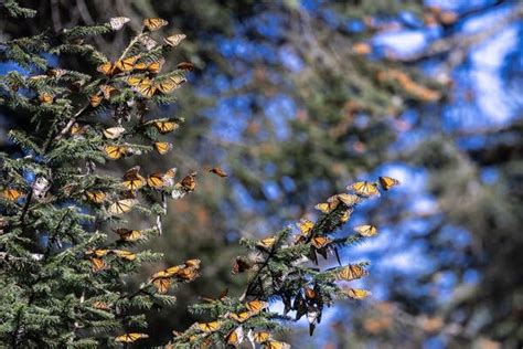 Wintering Monarch Butterfly Population Hit Hard By Drought FactsDotVote