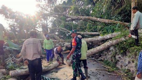 Pohon Tumbang Di Desa Songan Bangli Timpa Kabel Pln Hingga Ganggu Lalu