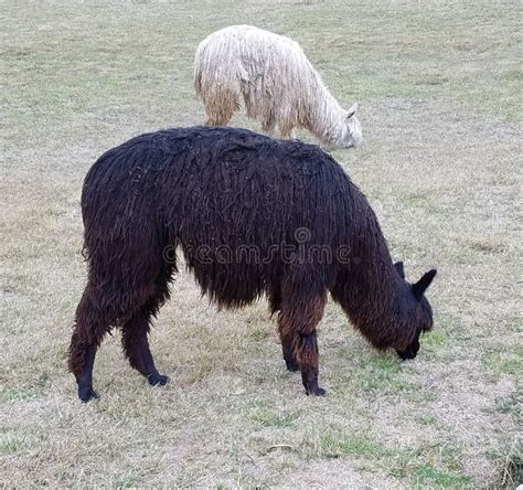 Alpacas In Peru South America Stock Image Image Of Cute Mammal