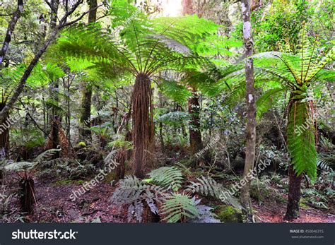 New Zealand Native Forest Over Royalty Free Licensable Stock