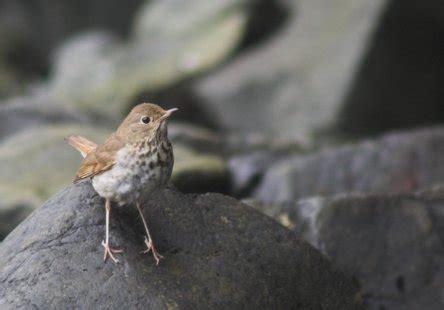 Hermit Thrush Nest | Sitka Nature