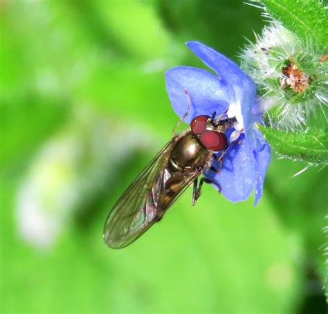 Platycheirus Tarsalis Male Hampton Wood Warwickshire 20 Flickr