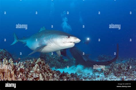 Tiger shark in Hawaii Stock Photo - Alamy