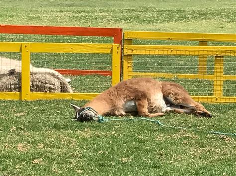 📺 #FrecuenciaQuiteña | Sigue en vivo 🔴 el informe semanal 088 del