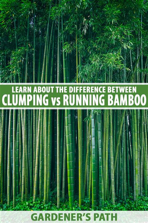 Clumping vs. Running Bamboo: What’s the Difference?