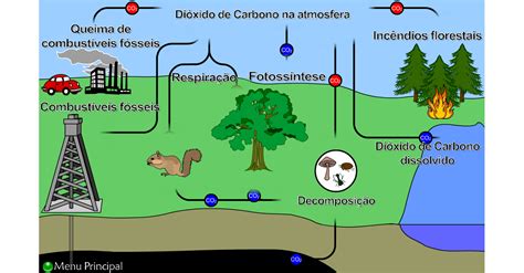 Casa Das Ciências Ciclo Do Carbono