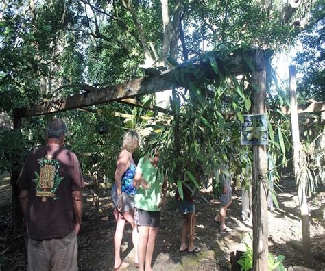 Crece Afluencia De Visitantes A La Ceiba Milenaria En Solferino