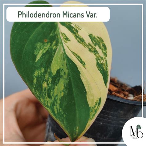 Philodendron Micans Variegated - M.E. Greenery Export