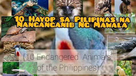 Hayop Sa Pilipinas Na Nanganganib Maubos Philippines Endangered