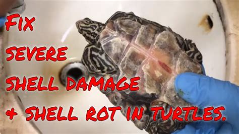 How To Treat Shell Rot And Shell Damage In Turtles Blotchy Shell Rot