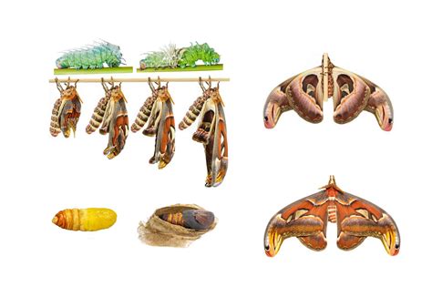 Atlas Moth Life Cycle