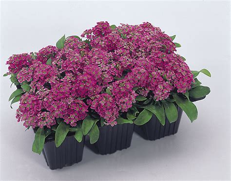 Alyssum Lobularia Maritima Easter Bonnet Deep Pink Muller Seeds