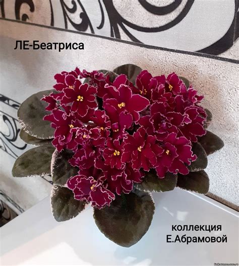Фиалка дикий виноград (32 фото) - 32 фото