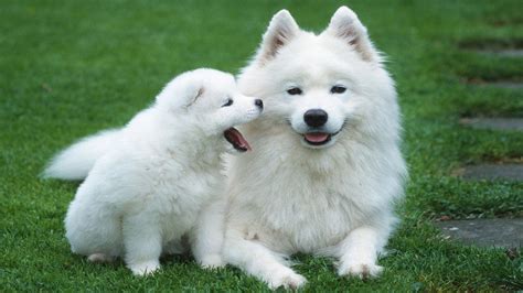 Cute Wolf Puppy Wallpapers - Top Free Cute Wolf Puppy Backgrounds ...