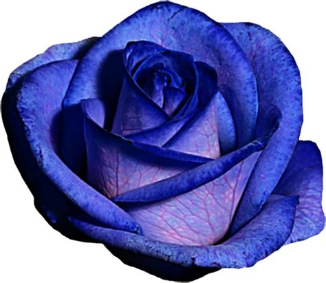 Download Hd Blue And Purple Rose By Jeanicebartzen27 On Deviantart