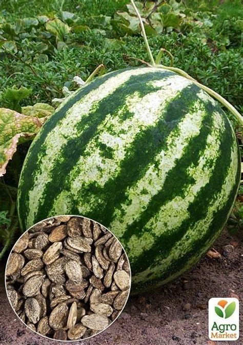 На развес Арбуз "Херсонский" ТМ "Весна" цена за 5г купить почтой в ...