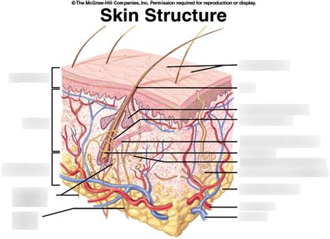 Skin Anatomy Diagram Quizlet Hot Sex Picture